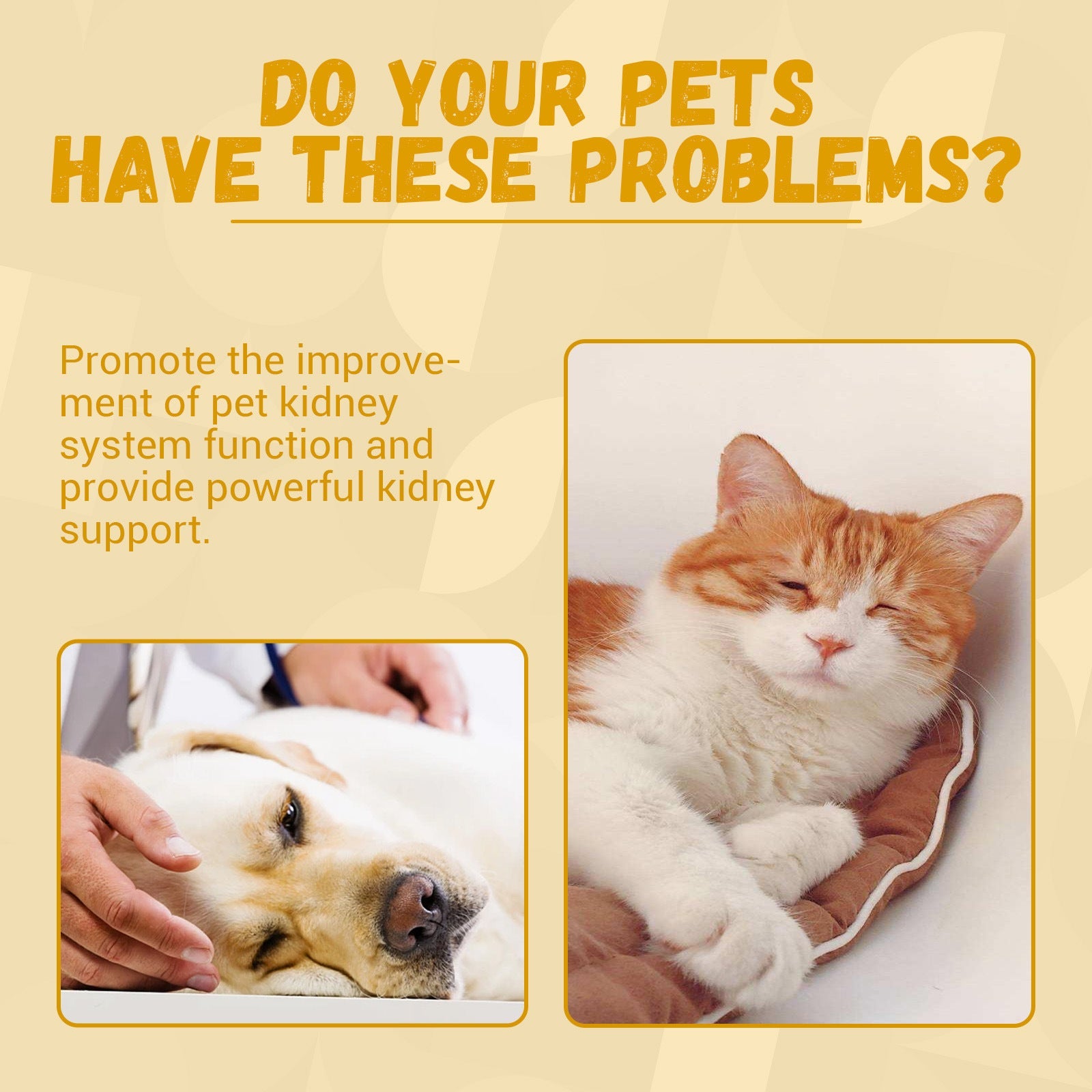 Pet Nutritional Supplements Enhance Energy Vitality - VIRALCORE HEALTH